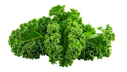 Close-up of fresh, textured green kale leaves against a stark black background