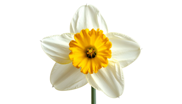 Close-up of a perfectly formed daffodil flower with white petals and a bright yellow center