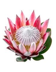 Close-up of vibrant pink and white protea flower with green leaves, set against black