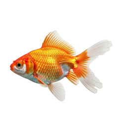 Vibrant Goldfish with Flowing Fins Isolated on Black Background, Side View