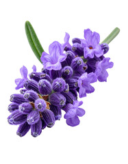 Close-up of a sprig of fragrant purple lavender blooms and a single green leaf