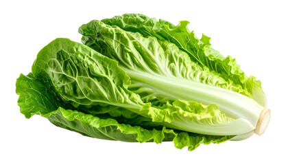A close-up shot of a fresh, green leafy vegetable, showing its leaves and stem