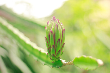 Young Dragon Fruit Bud on Dragon Fruit Stem in Soft Natural Light