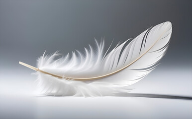 Obraz premium Soft white goose feather floating, ideal for purity and lightness concepts. Perfect for minimal nature and freedom graphics.
