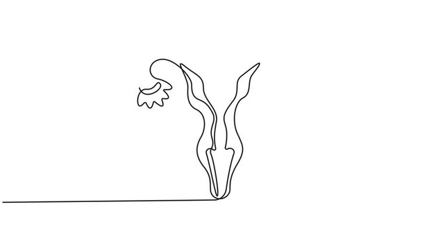 Self drawing line animation Uterus continuous one line drawing concept, 4k Animation video of continuous one line drawing woman Uterus and ovary.