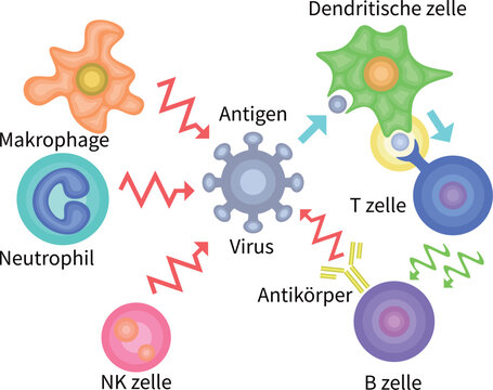 Innate Immunity vs Adaptive Immunity German no background