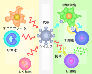 Innate Immunity vs Adaptive Immunity Japanese