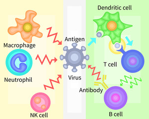 Innate Immunity vs Adaptive Immunity　English