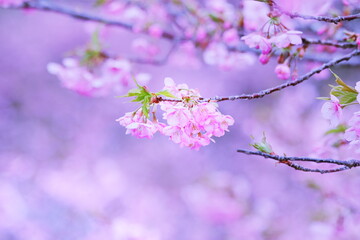 満開の河津桜