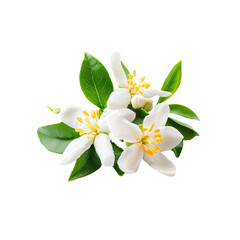 Fototapeta premium Orange blossoms with leaves on Transparent Background