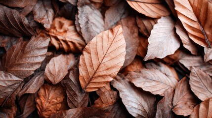 Close-up view of fallen autumn leaves in shades of brown and orange