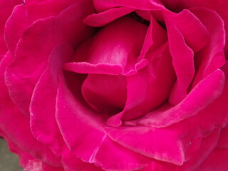 Close up view of pink rose in blossom with blurred background