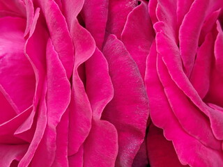 Close up view of pink rose in blossom with blurred background