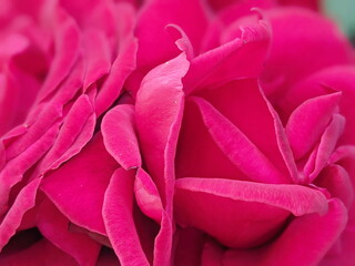 Close up view of pink rose in blossom with blurred background