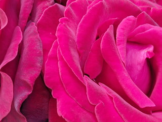 Close up view of pink rose in blossom with blurred background