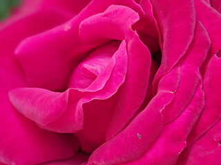 Close up view of pink rose in blossom with blurred background