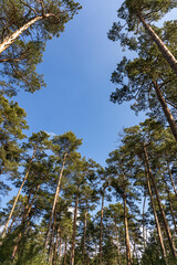 Blick durch die Baumkronen zum Himmel