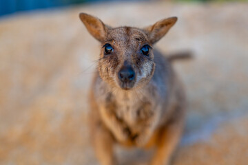 Close-up of Wild Rock Wallaby Looking Into the Camera in Natural Habitat