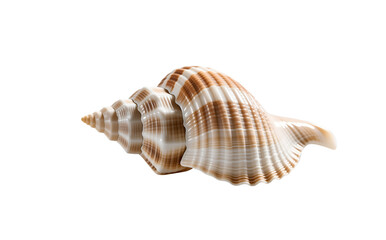 White turbo shell with stripes, perfect for clean minimalist ocean decor. Subtle natural banding.