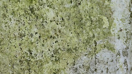 Close-up of an old concrete surface covered in green moss and mold stains. Ideal as a grunge background or illustration of moisture problems and fungi.