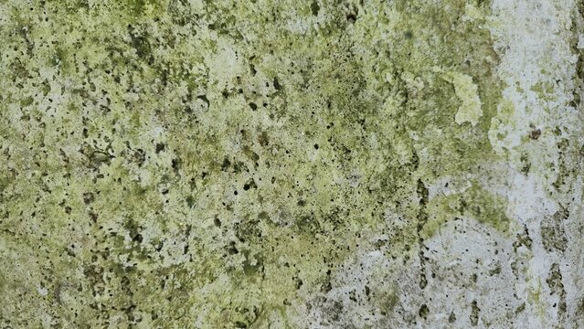 Close-up of an old concrete surface covered in green moss and mold stains. Ideal as a grunge background or illustration of moisture problems and fungi.