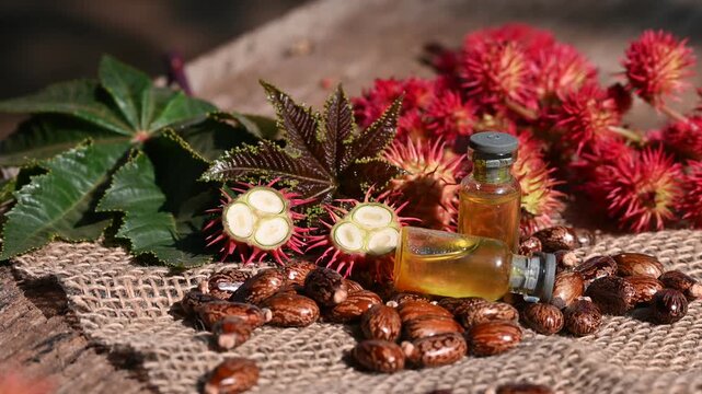 Castor oil and fruits in bowl on the table, Ricinus communis