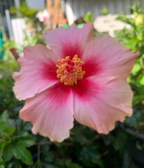 light  pink hibiscus flower, red flower in the garden