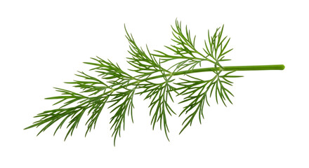 Fresh green dill sprig isolated on transparent background