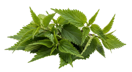 Fresh green stinging nettle leaves isolated on transparent background