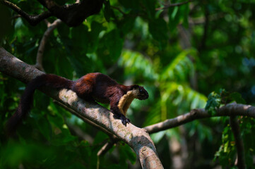 Obraz premium Malayan giant squirrel on tree at Royal manas national park, Bhutan