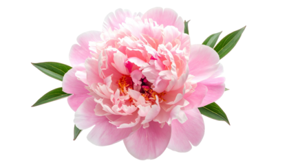 Close-up of a fully bloomed, pastel pink flower with detailed petals and green foliage