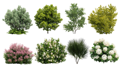 Diverse collection of eight ornamental shrubs and trees on black