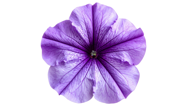 Close-up of a vibrant purple bloom with delicate petals isolated on a contrasting black backdrop