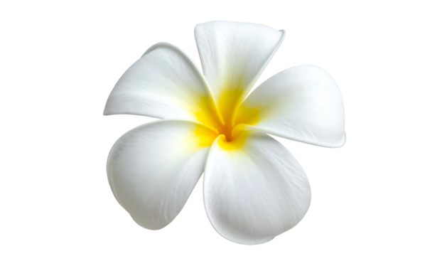 Close-up of a single flower with white petals and a vibrant yellow center against a void