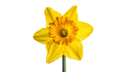 Vivid close-up shot of a bright yellow daffodil bloom isolated against a stark black background