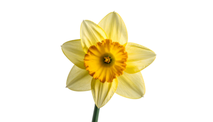 Close-up of a single daffodil with layered yellow petals and vibrant orange center