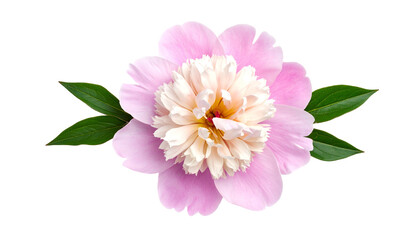 Pink and cream peony flower with vibrant green leaves, centered on a black background
