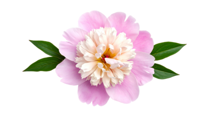 Pink and cream peony flower with vibrant green leaves, centered on a black background