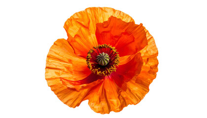 Close-up of a vibrant orange poppy with detailed petals and a dark center, isolated on black