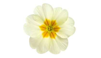 Overhead view of a delicate primrose with creamy petals and an orange-yellow center