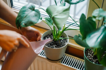 Person's Hand Watering Indoor Monstera Plant with Pink Can © uladzimirzuyeu