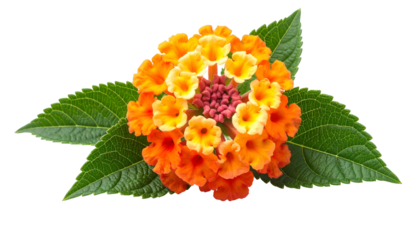 Close-up of a vibrant flower cluster with orange, yellow blooms, and green leaves