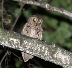 Tiny European Scops Owl Perched on Branch