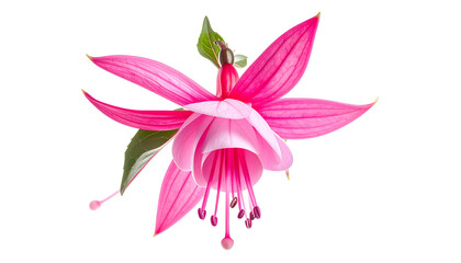 Close-up of a vibrant pink and white flower with delicate petals and long stamens