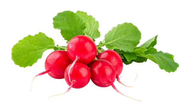 Bunch of vibrant red root vegetables with green leaves on a transparent background