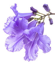 Close-up of delicate purple flowers and buds on a thin stem. Isolated on black