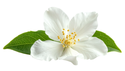 Pristine white flower, delicate petals, vibrant yellow stamens, and fresh green leaves, isolated
