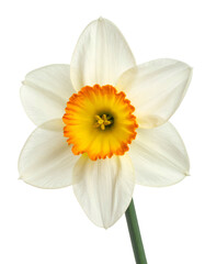 Overhead shot of a spring blooming, white-petaled flower with a yellow and orange corona