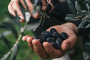 Olive Harvest. Hands Holding Fresh Olives in Grove
