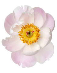 Overhead view of a delicate flower with pink petals and a yellow, textured center